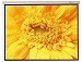Pantalla electrica Redleaf